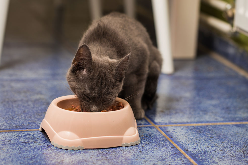 6 Tips to Help You Buy Healthy Treats for Your Cat