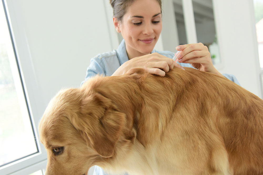 7 Home Remedies to Remove Dogs Fleas and Ticks