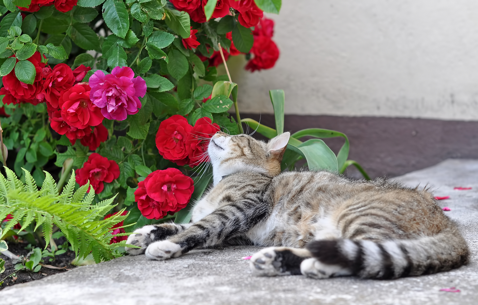 Houseplants that Could Poison Your Cat