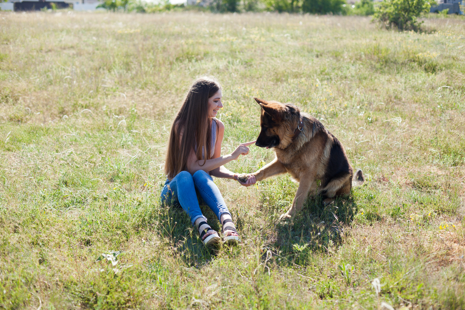 10 Different Behaviors Dogs Use to Communicate